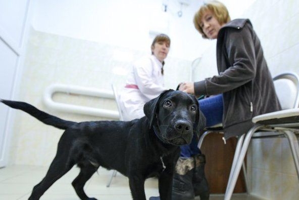 Собянин одобрил создание в Москве ветеринарной автоматизированной системы