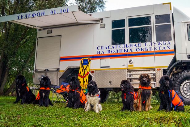 Спасатели продемонстрируют навыки служебных собак на Московском урбанфоруме