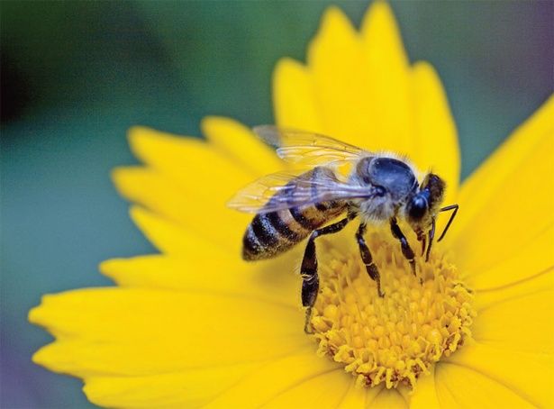 В Крюково напомнят о важной роли пчел для человечества