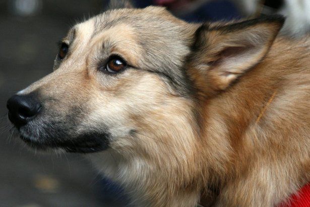 Депутат МГД Козлов: «Ветеринарная автоматизированная система» упростит жизнь владельцам домашних животных