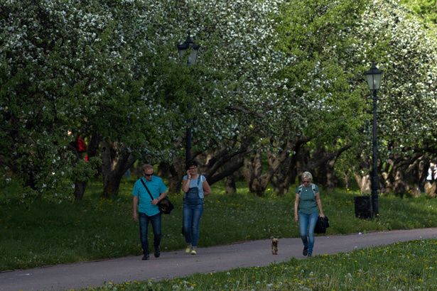 Новый городской парк будет создан на улице Дмитрия Ульянова