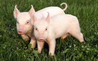 Вниманию предпринимателей, реализующих животноводческую и свиноводческую продукцию в Зеленограде