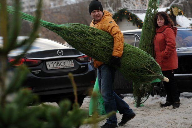 20 декабря в Москве официально стартуют продажи ёлок на более 200 елочных базарах