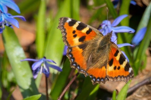 В Зеленограде скоро будут массовые полеты бабочек