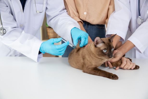 Пункты вакцинации животных от бешенства будут работать в Крюково в январе и феврале