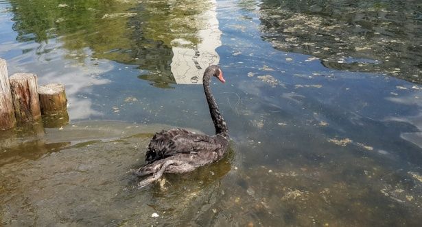 Префект Зеленограда выпустил пару черных лебедей на пруд Быково болото