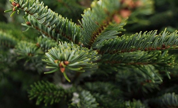 Жители Крюково могут сдать новогоднюю елку на утилизацию в «Дом лани»