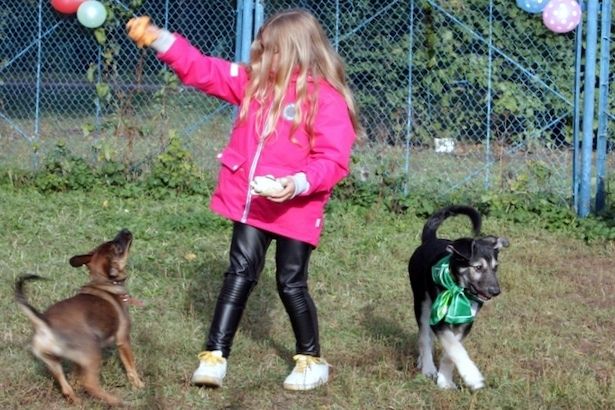 Зеленоградцы провели время с четвероногими воспитанниками приюта для собак