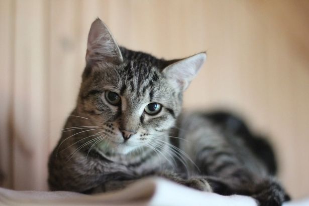 Выставка-пристройство домашних животных состоится в Культурном центре «Зеленоград»