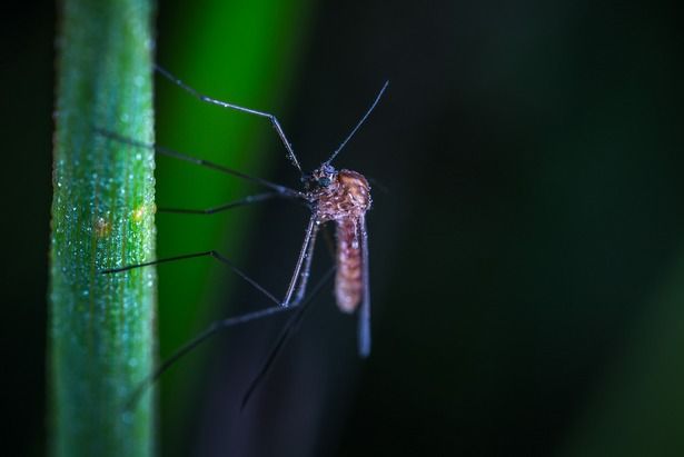 Москвичам рекомендовали защищаться от комаров раскладыванием чеснока