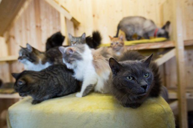Собянин заявил о возвращении волонтеров в приюты для бездомных животных