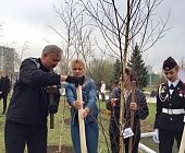 На Зеленоградской Аллее Победителей зазеленеют новые деревья