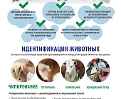 Ветстанция Зеленограда приглашает на бесплатную вакцинацию животных от бешенства