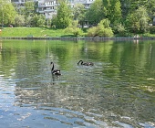 Префект Зеленограда выпустил пару черных лебедей на пруд Быково болото