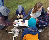 Зеленоградцы провели время с четвероногими воспитанниками приюта для собак