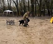 Собаки из зеленоградского приюта стали участниками мероприятия в честь Дня Победы